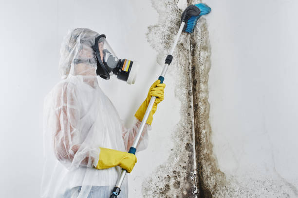 Best Attic Mold Removal  in Bridgeville, PA